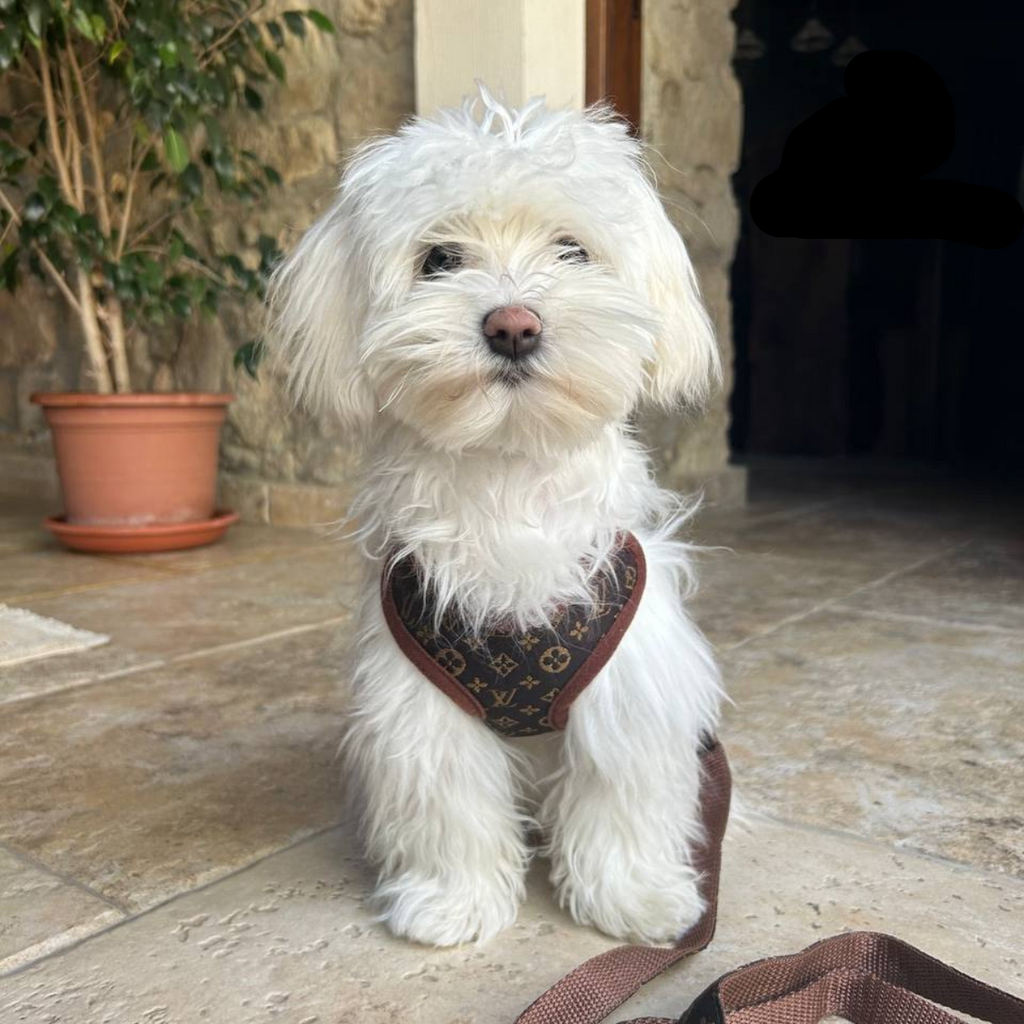 Dog Harness and Leash Set for Walking and Training – Adjustable Comfortable Harness for Small Dogs