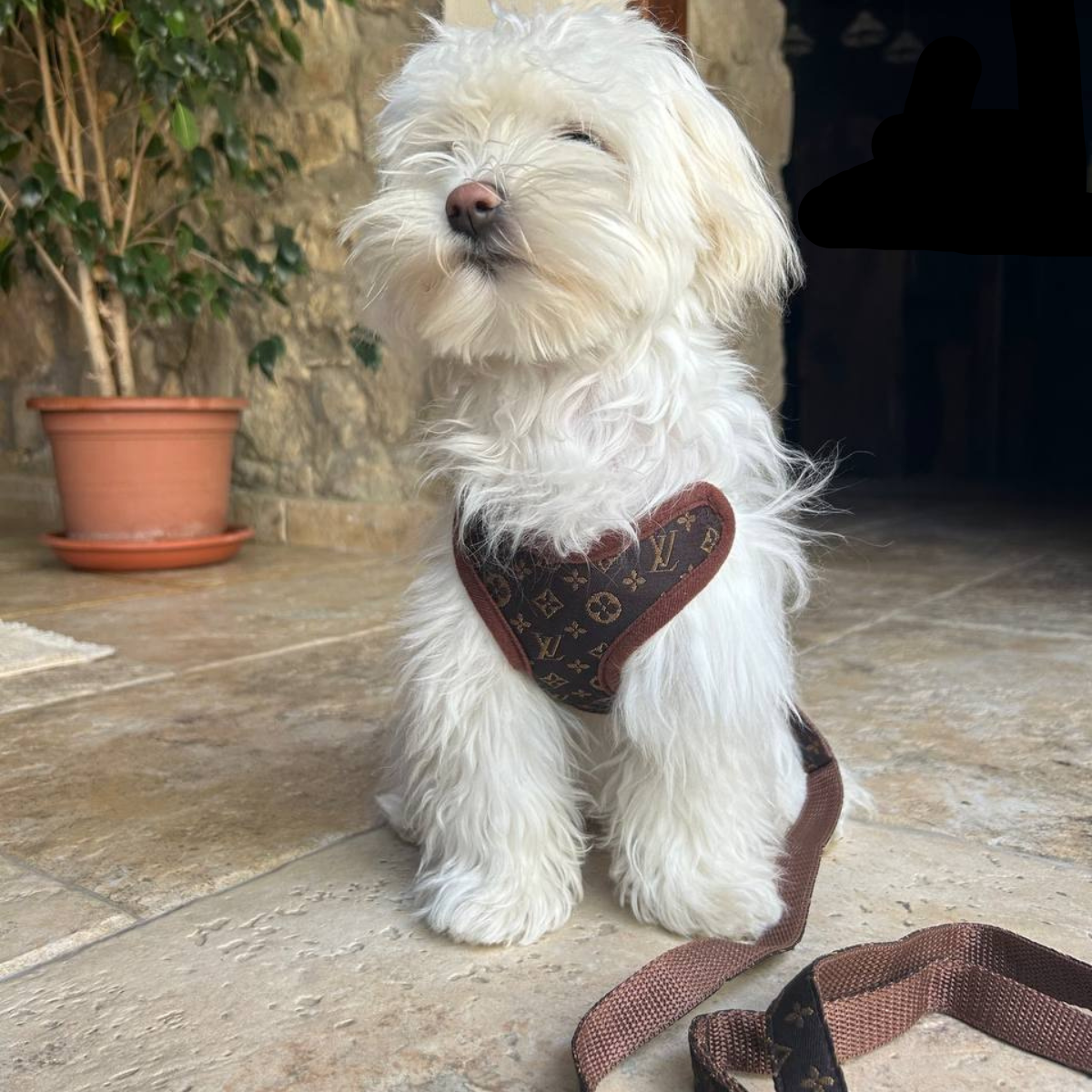 Dog Harness and Leash Set for Walking and Training – Adjustable Comfortable Harness for Small Dogs