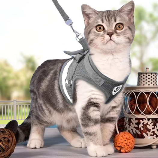 Ensemble harnais et laisse pour chat pour les aventures en plein air - Harnais réglable et confortable pour des promenades et un dressage en toute sécurité