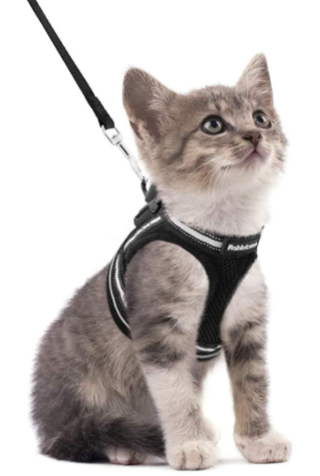 Ensemble harnais et laisse pour chat pour les aventures en plein air - Harnais réglable et confortable pour des promenades et un dressage en toute sécurité